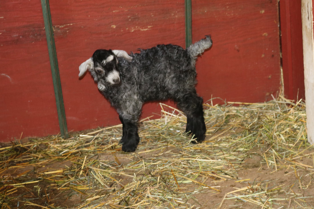 PictureDoeling  Goats  For Sale  Near Me -  Trillium Valley Farm